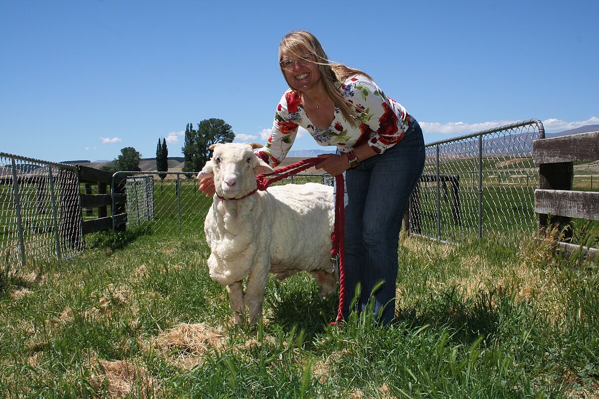 dale breining add man screwing sheep photo