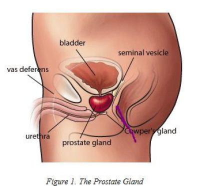 bernard coyle add prostate stimulation stories photo