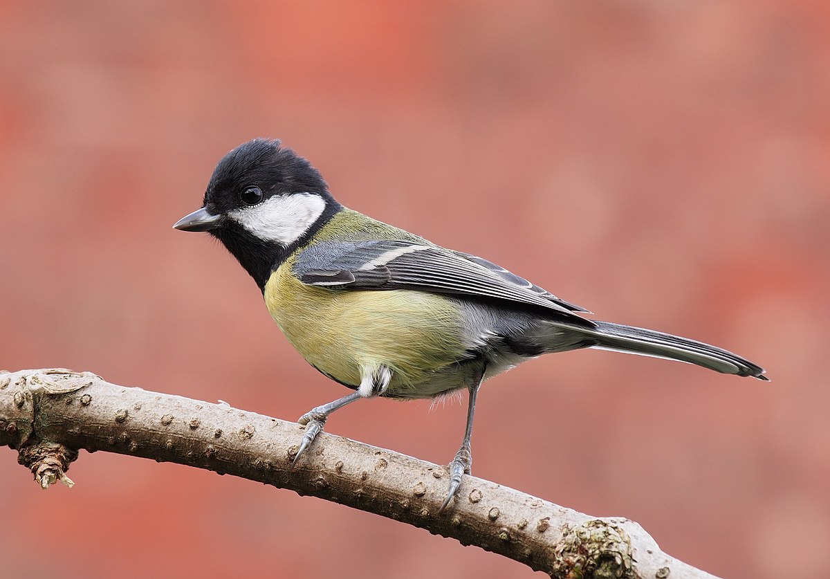 doug dinsdale add great tits natural photo