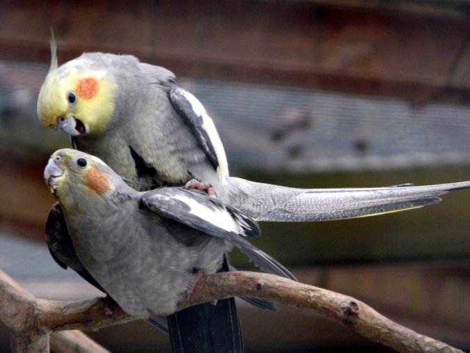 charlene ashford add bird masturbating photo