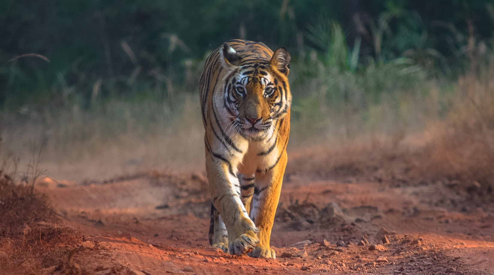 ashok tanwani add safari tiger bbc photo