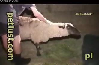 beben anderson add man screwing sheep image