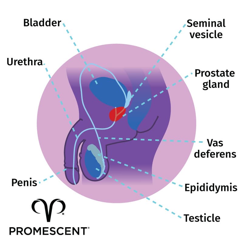 courtney henton add prostate stimulation stories photo