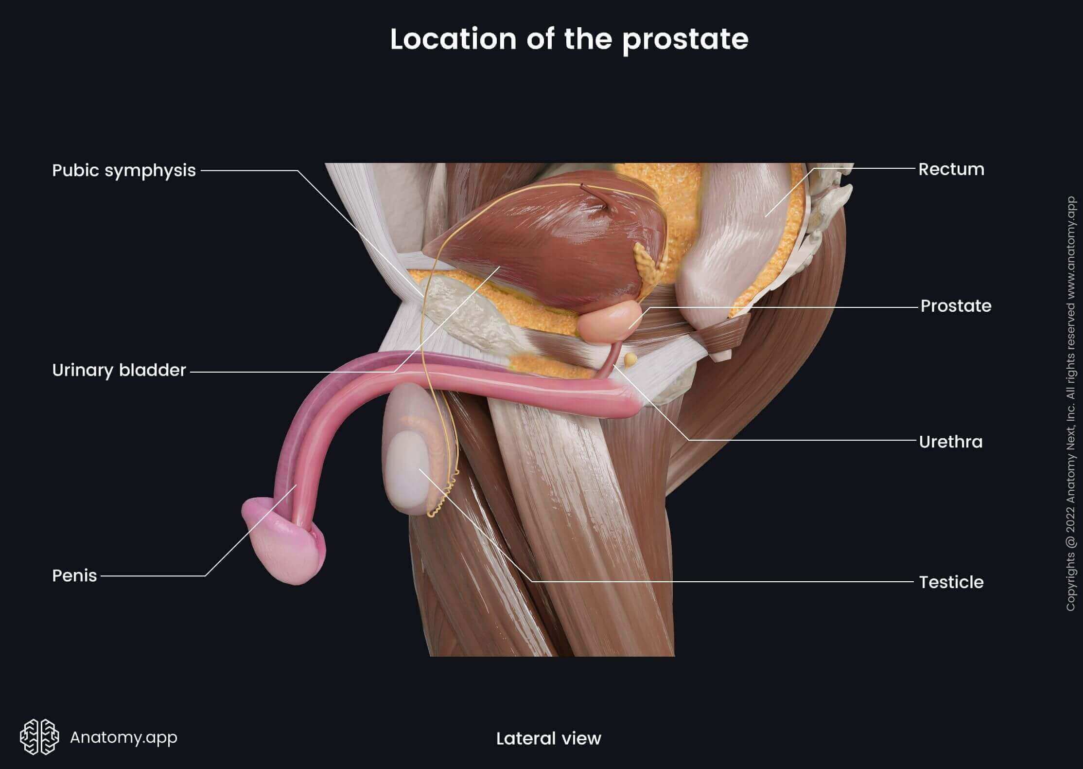 devin ramey add prostate stimulation stories image